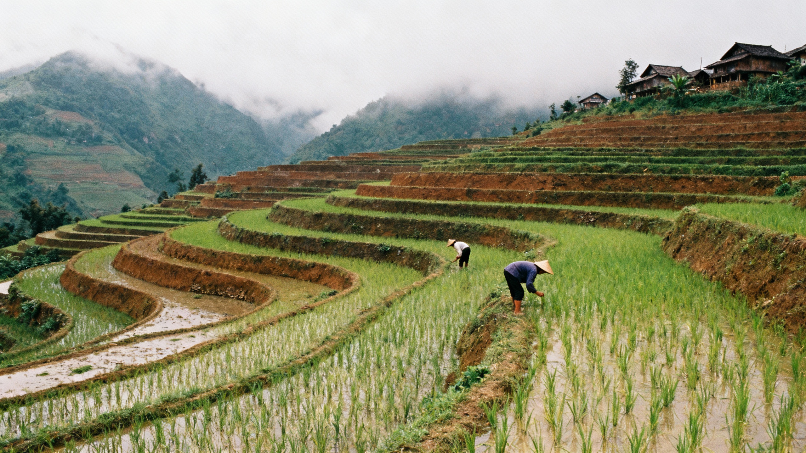 Sapa Vietnam terraced rice fields
