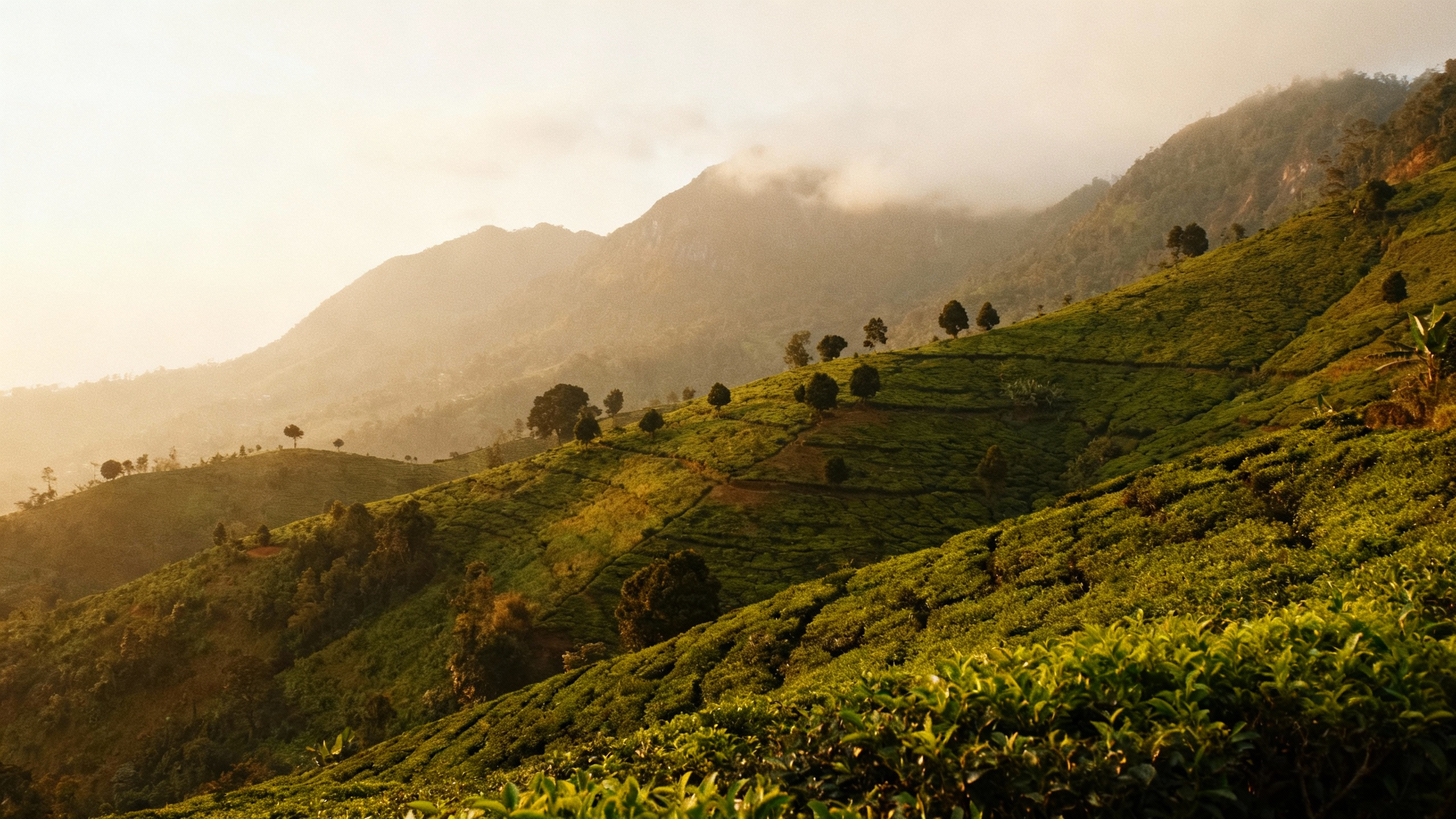 Ella, Sri Lanka green tea mountains