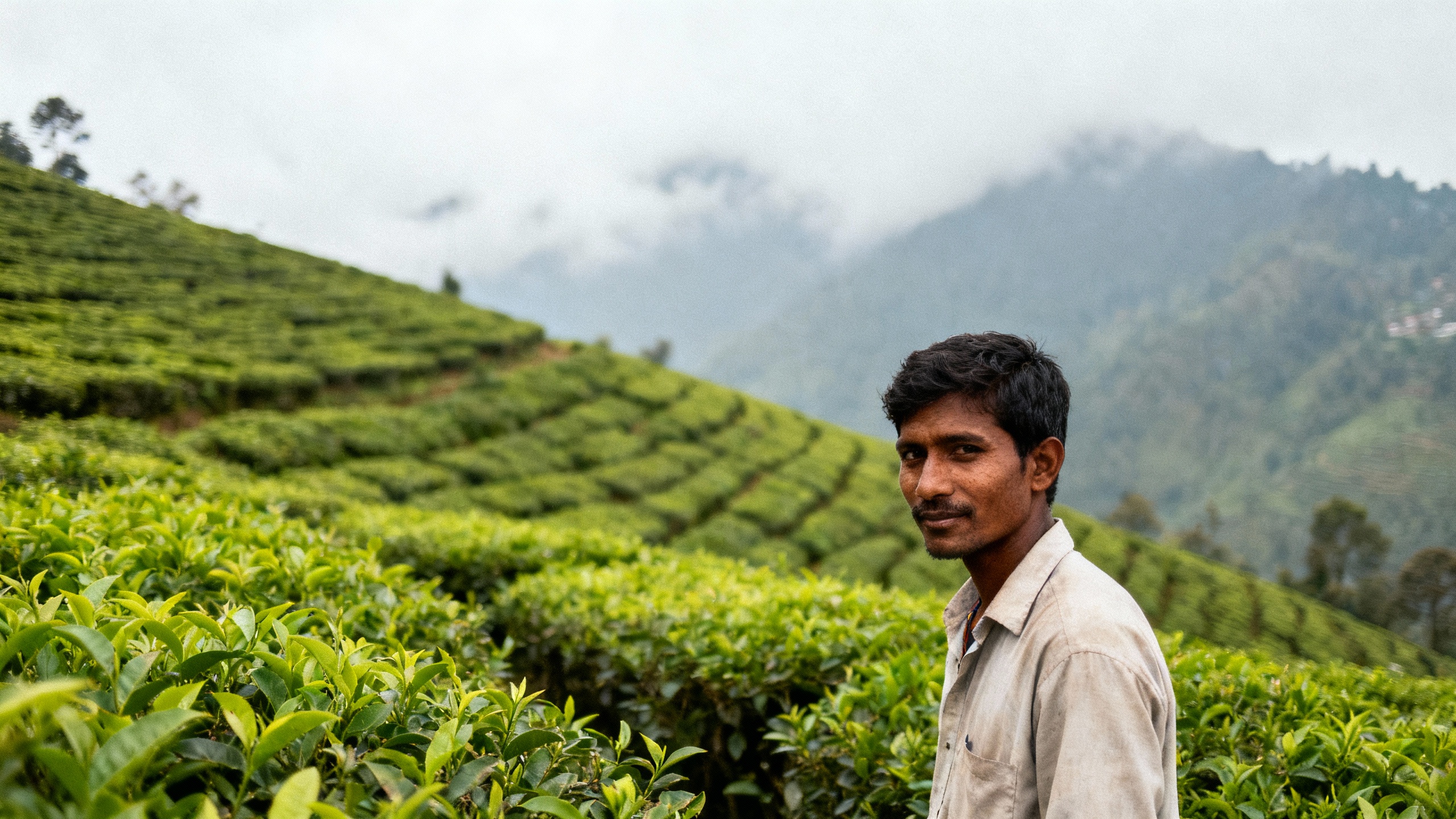 Darjeeling, India tea plantations and mountains