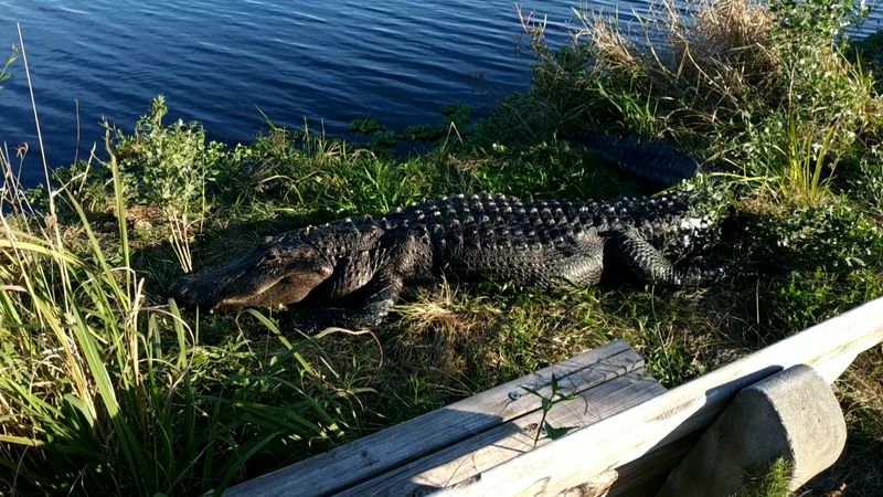 La Chua Trail at Paynes Prairie Preserve
