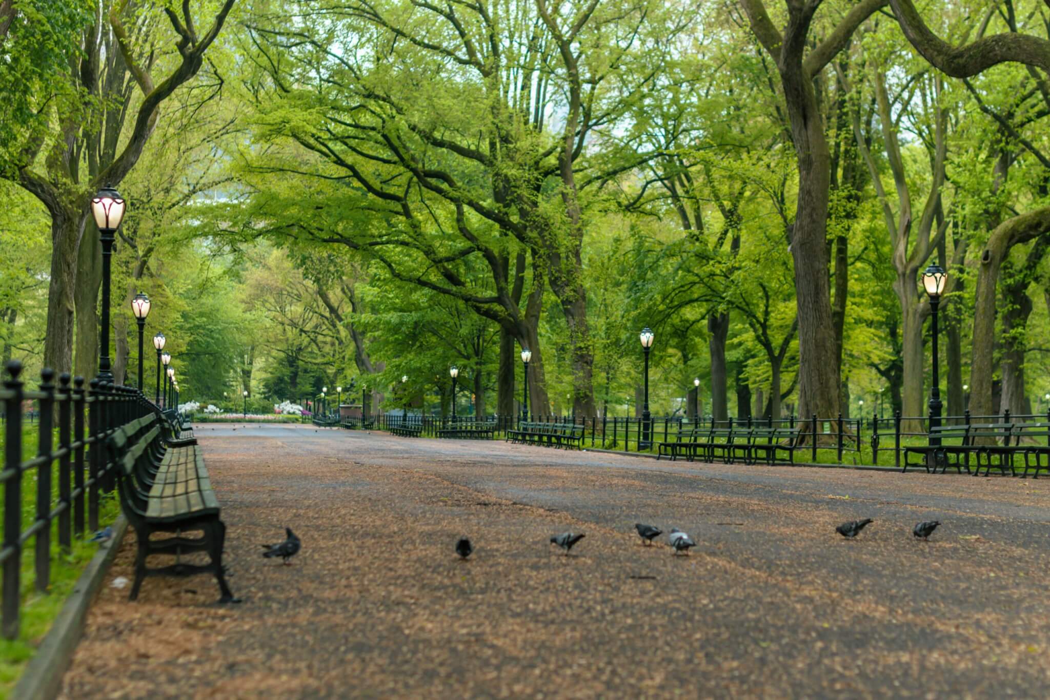 New York’s Central Park Oasis
