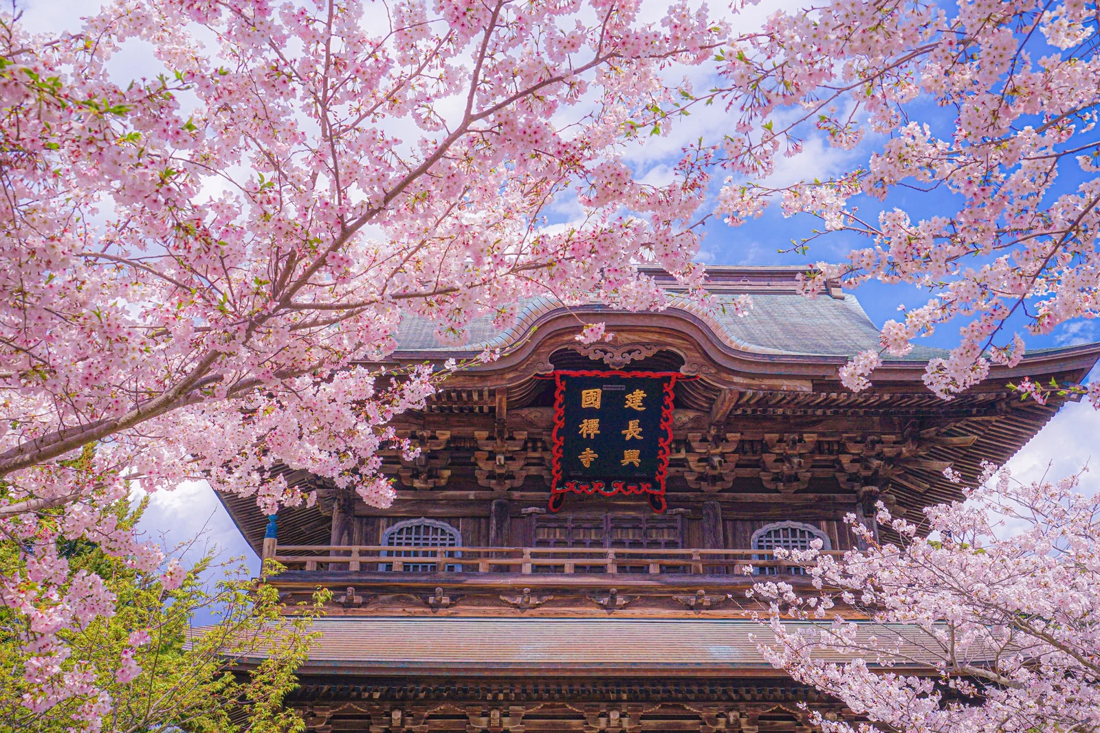 Enjoy Japan’s Magical Cherry Blossom Season