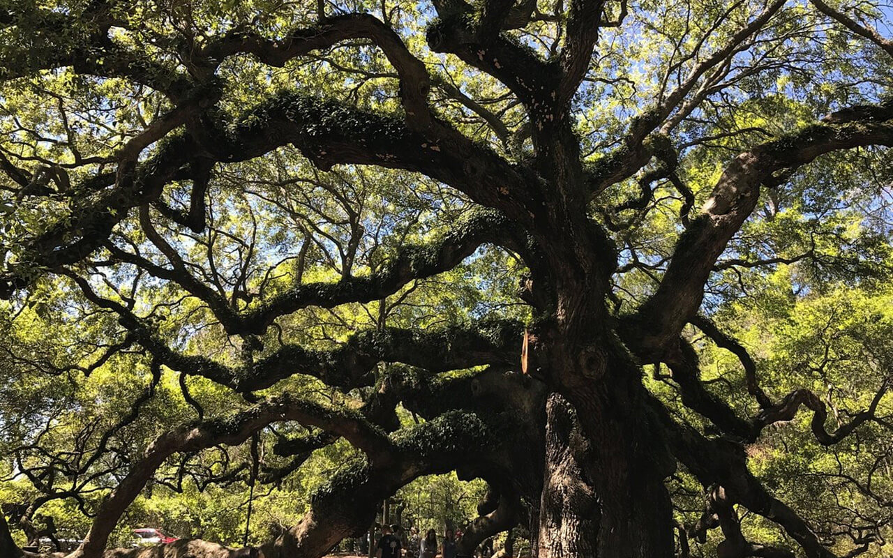 South Carolina: Visit the Majestic Angel Oak Tree