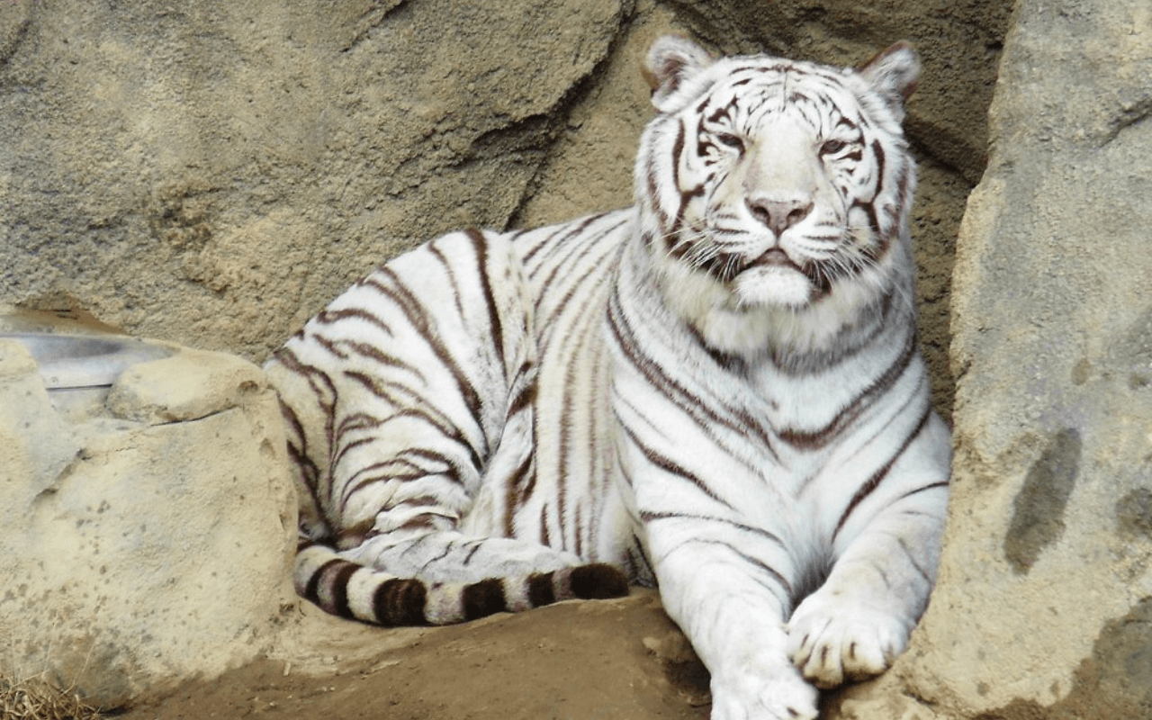 Cincinnati Zoo and Botanical Garden: A Historic Sanctuary