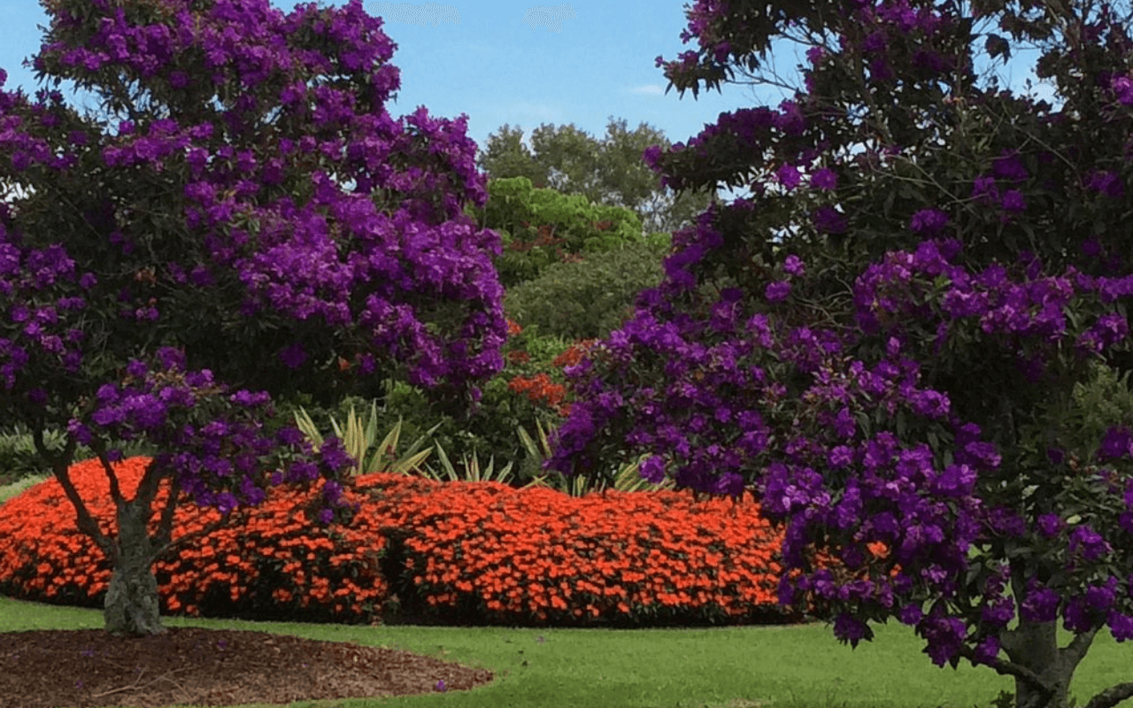 Centennial Park in Sydney