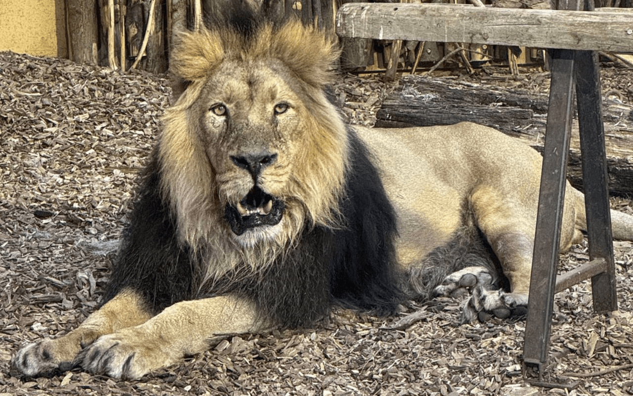 Chester Zoo: A Leader in Conservation