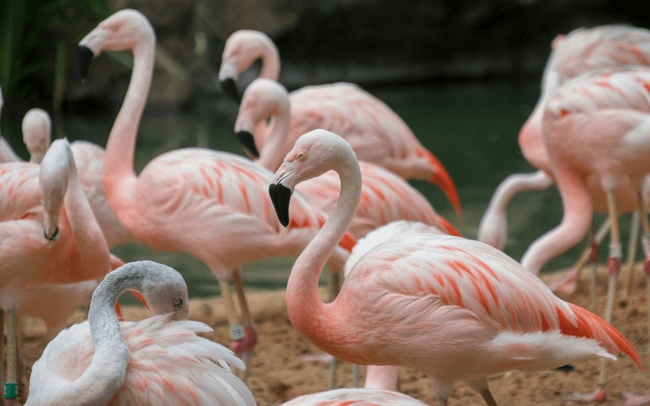 Houston Zoo: A Hub for Exotic and Native Species