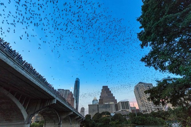 Watch Austin’s Spectacular Bat Emergence at Congress Avenue Bridge, Texas