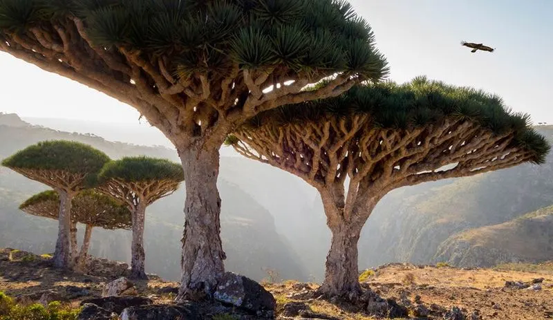 Socotra Island, Yemen - Nature’s Remote Treasure