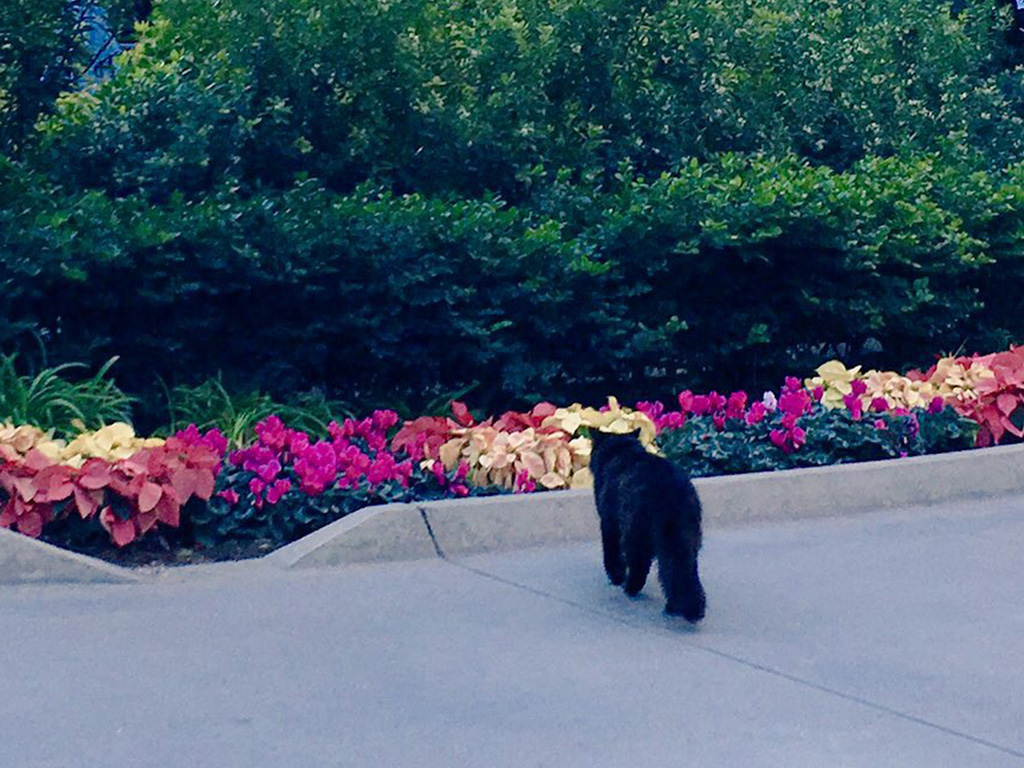 Spot the Disneyland Cats