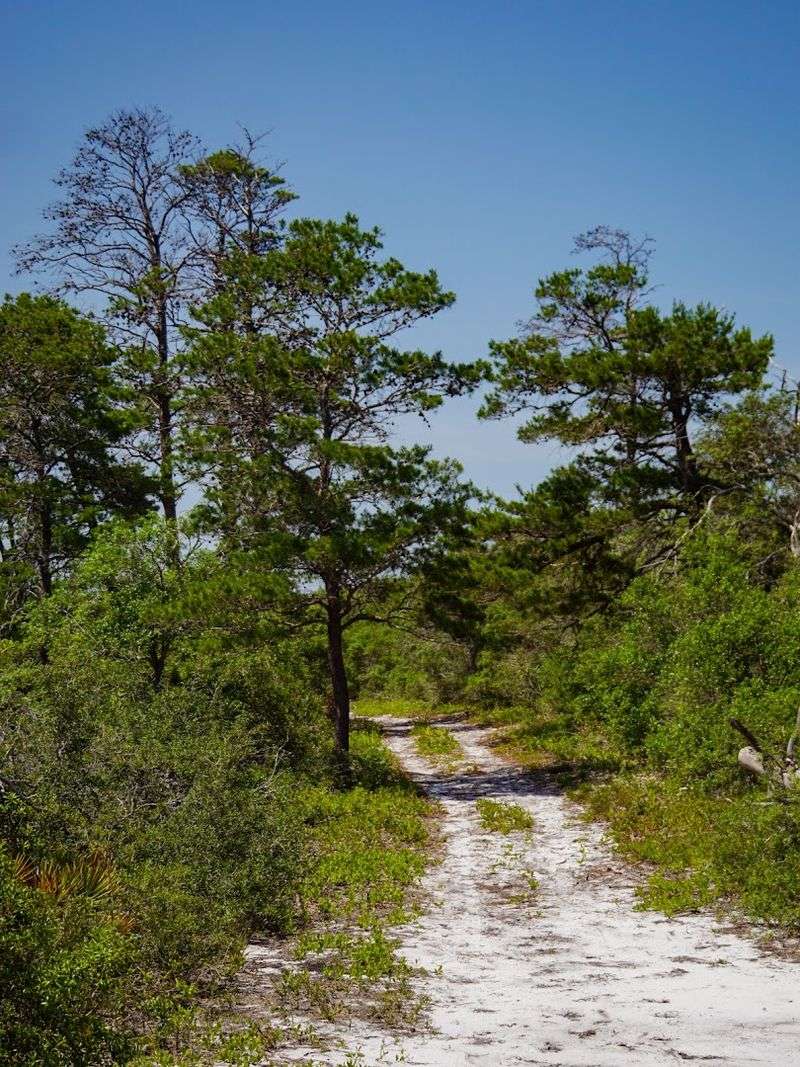 Naval Live Oaks Pathway at Gulf Islands National Seashore