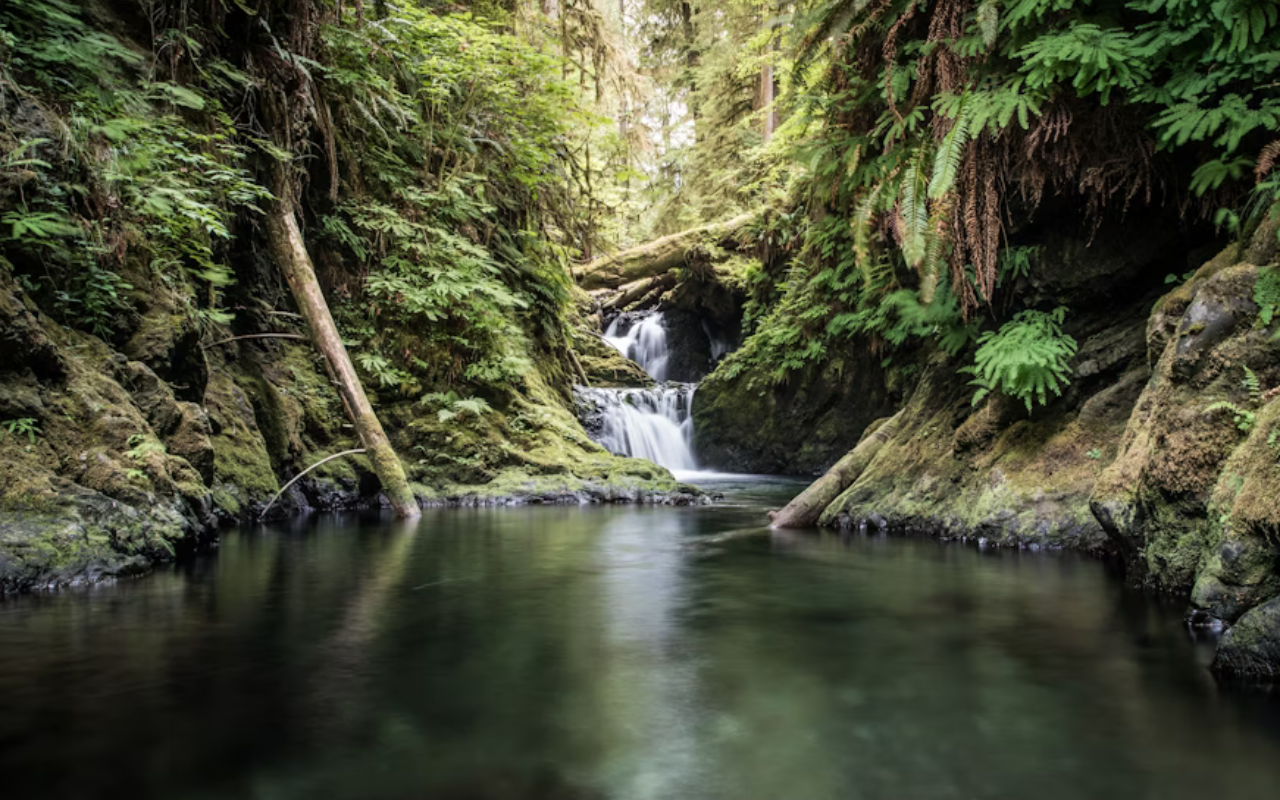 Olympic National Park: Stunning Beauty with Hidden Dangers