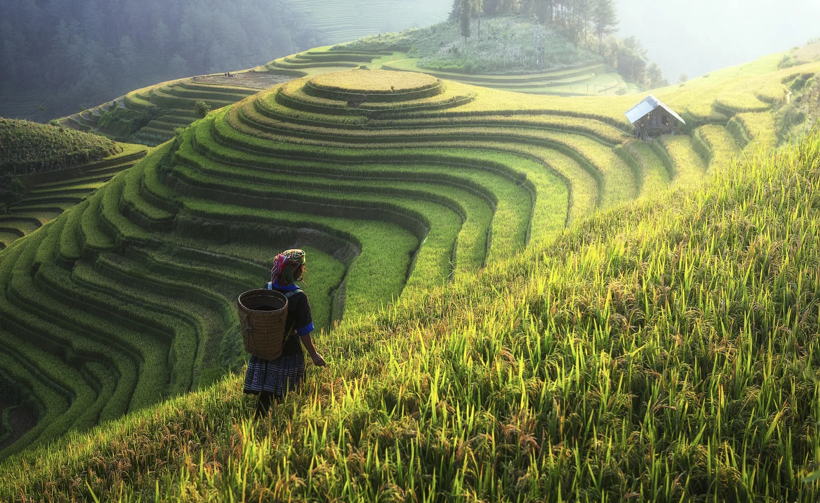 Explore the Stunning Rice Terraces and Villages of Northern Vietnam
