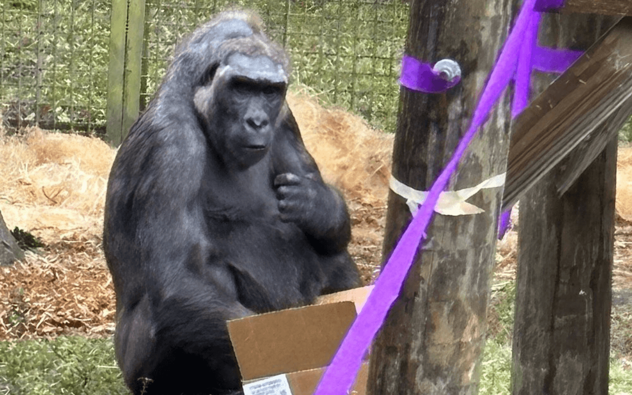Audubon Zoo: A Multifaceted Wildlife Experience
