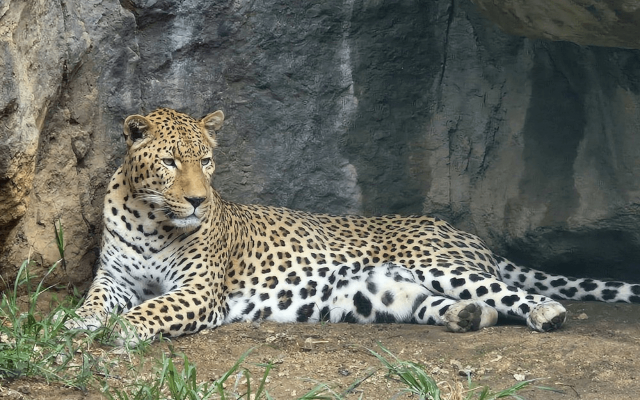 National Zoological Garden: South Africa’s Conservation Beacon