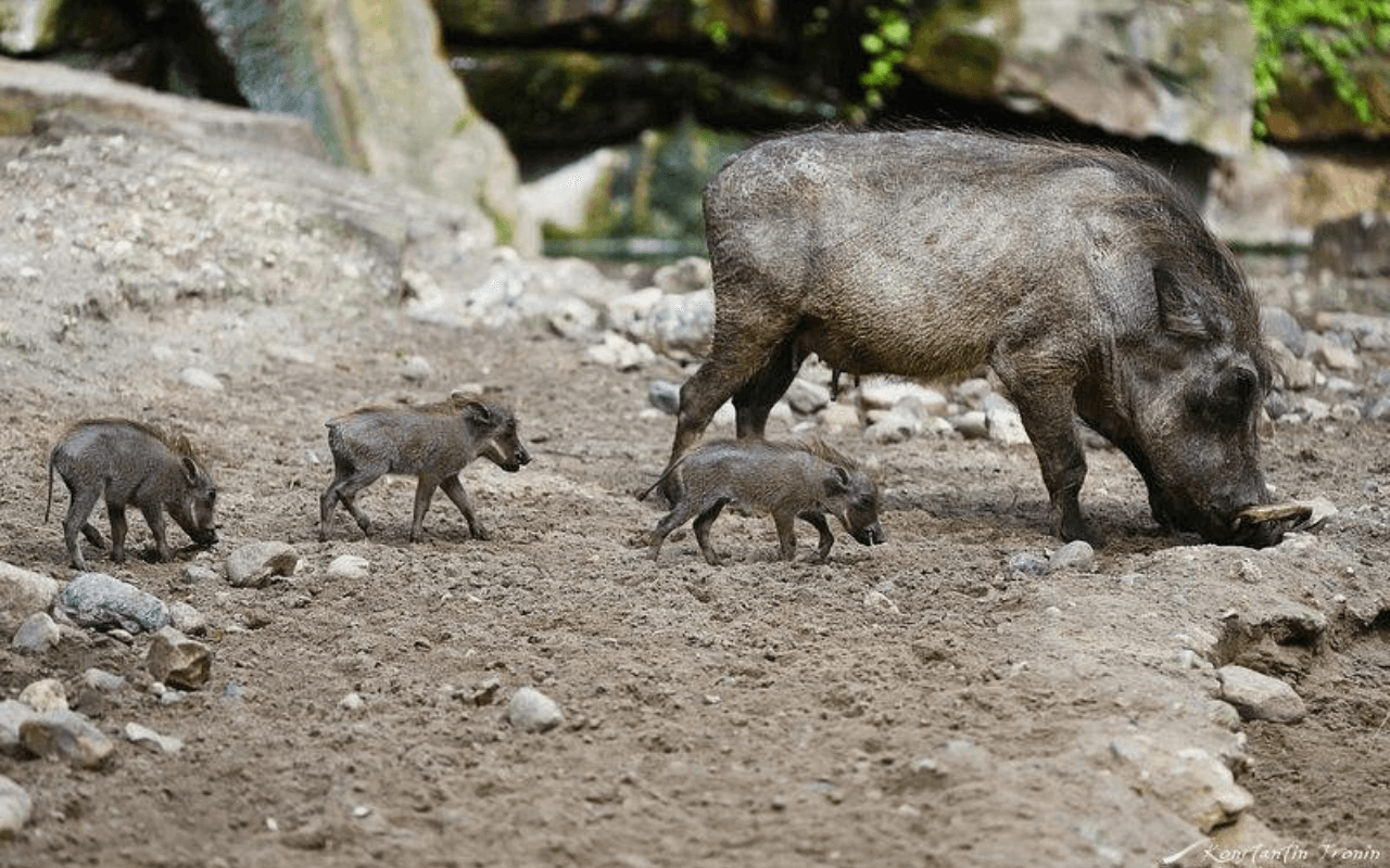 Berlin Zoological Garden: Germany’s Iconic Wildlife Park