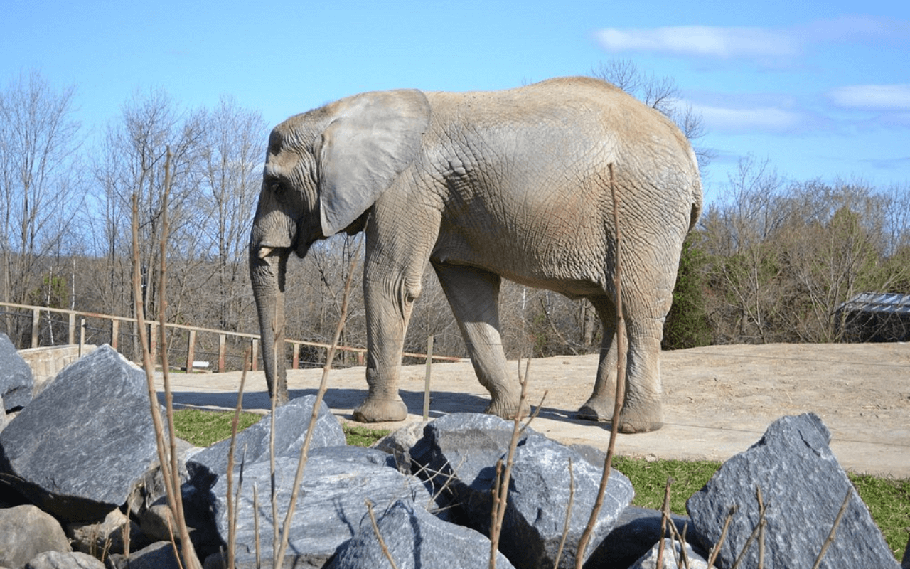 Toronto Zoo: Canada’s Wildlife Haven