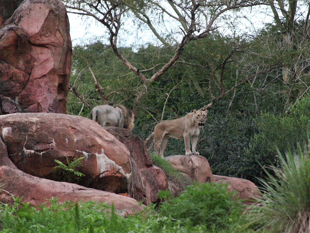 Experience Animal Kingdom’s Lion Comfort Trick