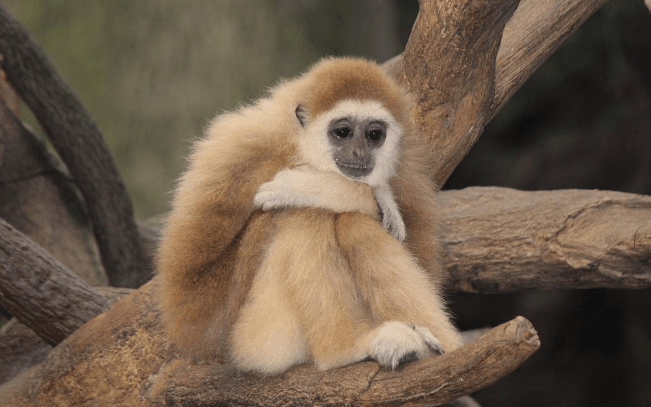 Henry Doorly Zoo and Aquarium: Omaha’s Conservation Powerhouse