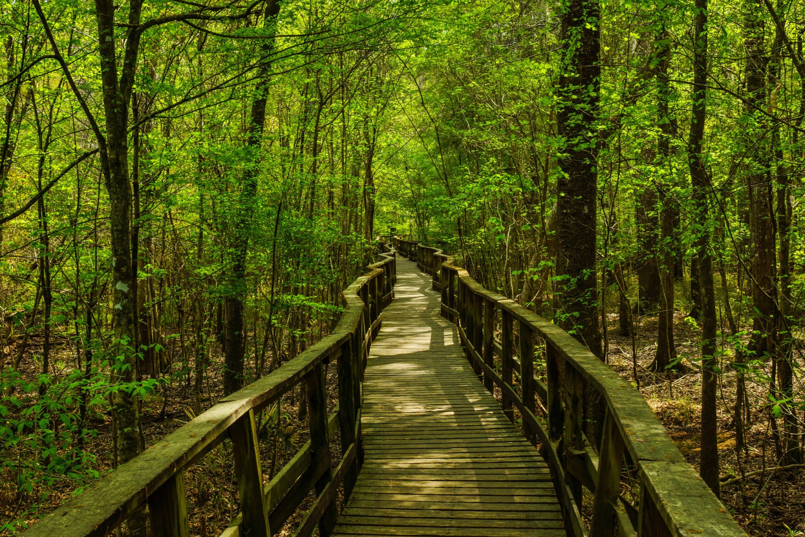 South Carolina’s Congaree: A Lush Forest and Water Wonderland