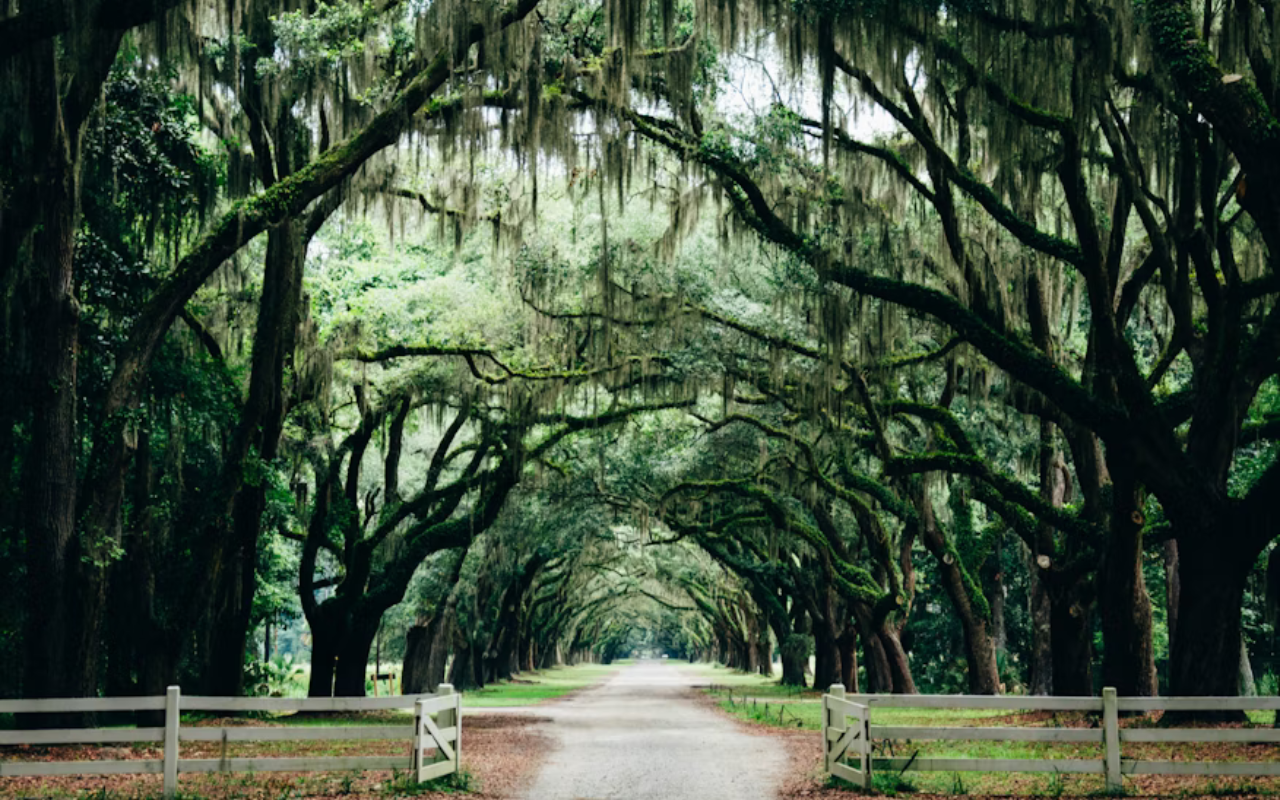 Savannah, Georgia: Southern Elegance and Historic Streets