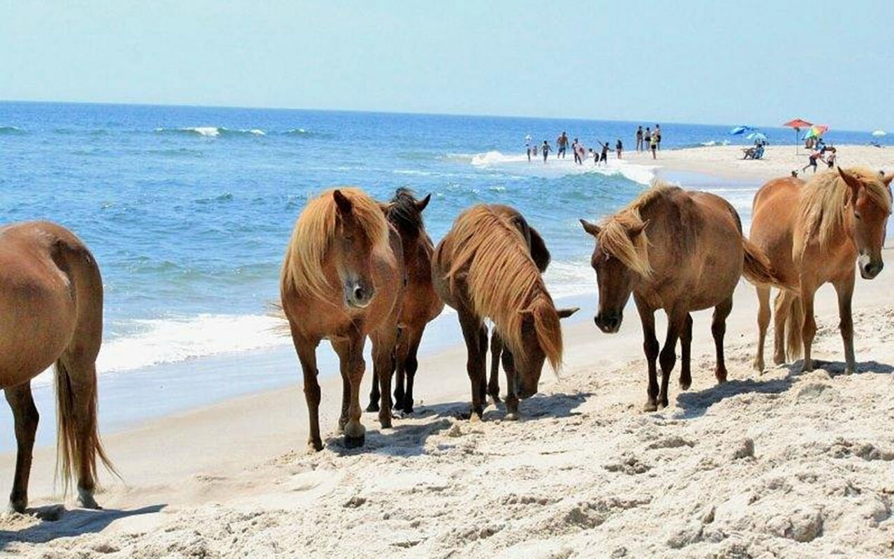 Maryland: Experience Wild Horses and Beaches on Assateague Island