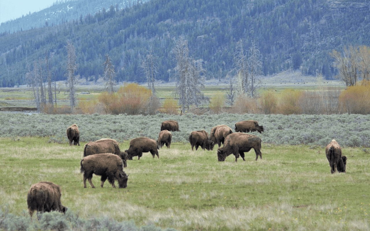 Observe Iconic Wildlife in Lamar Valley