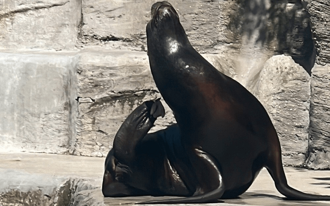 Schönbrunn Zoo: Europe’s Oldest Zoological Garden