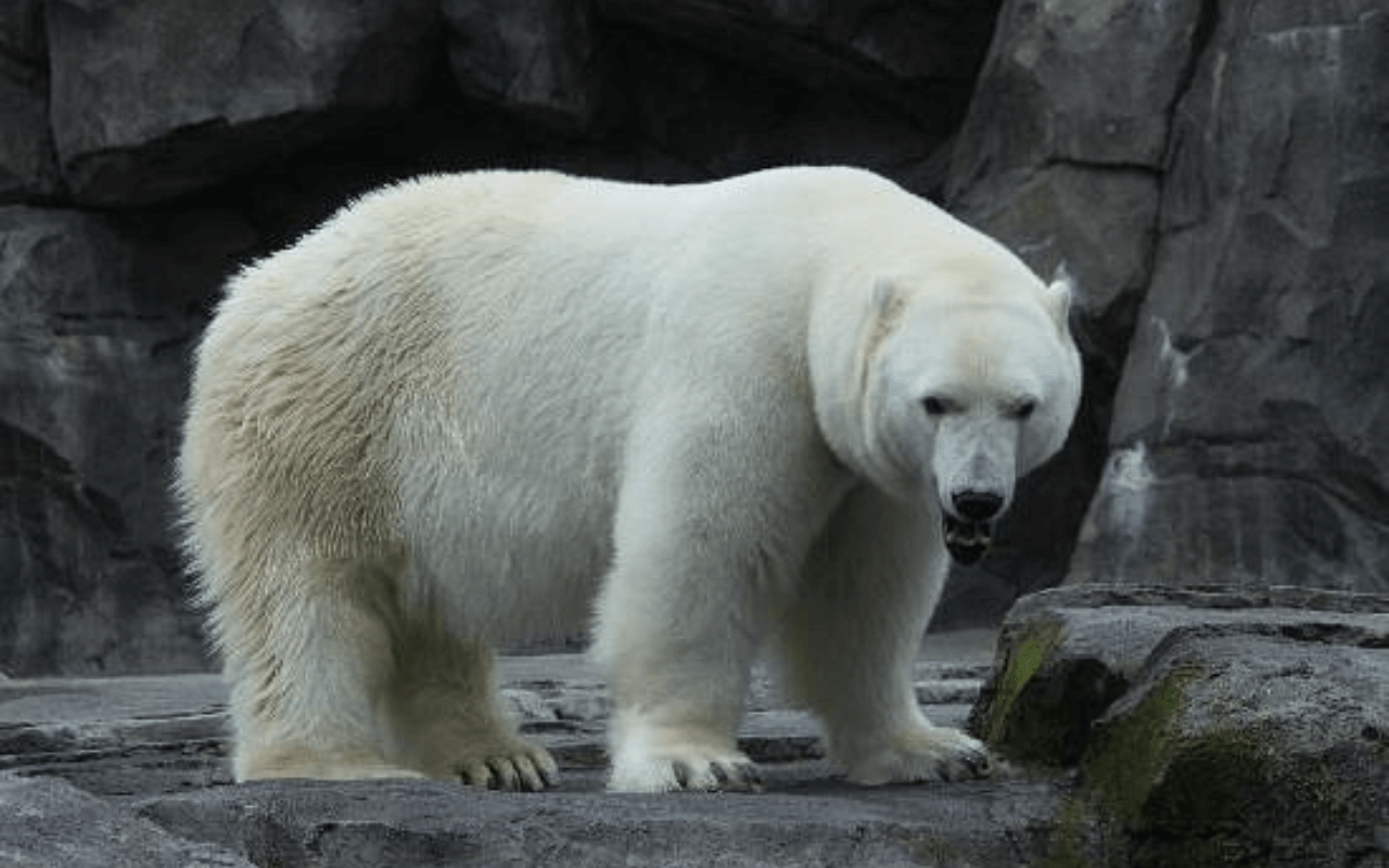 Alaska Zoo: Showcasing Northern Wildlife