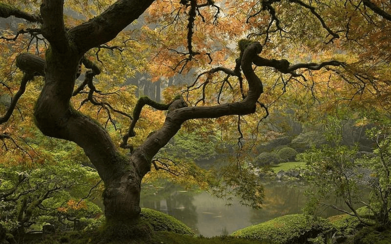 Experience Serenity at the Portland Japanese Garden