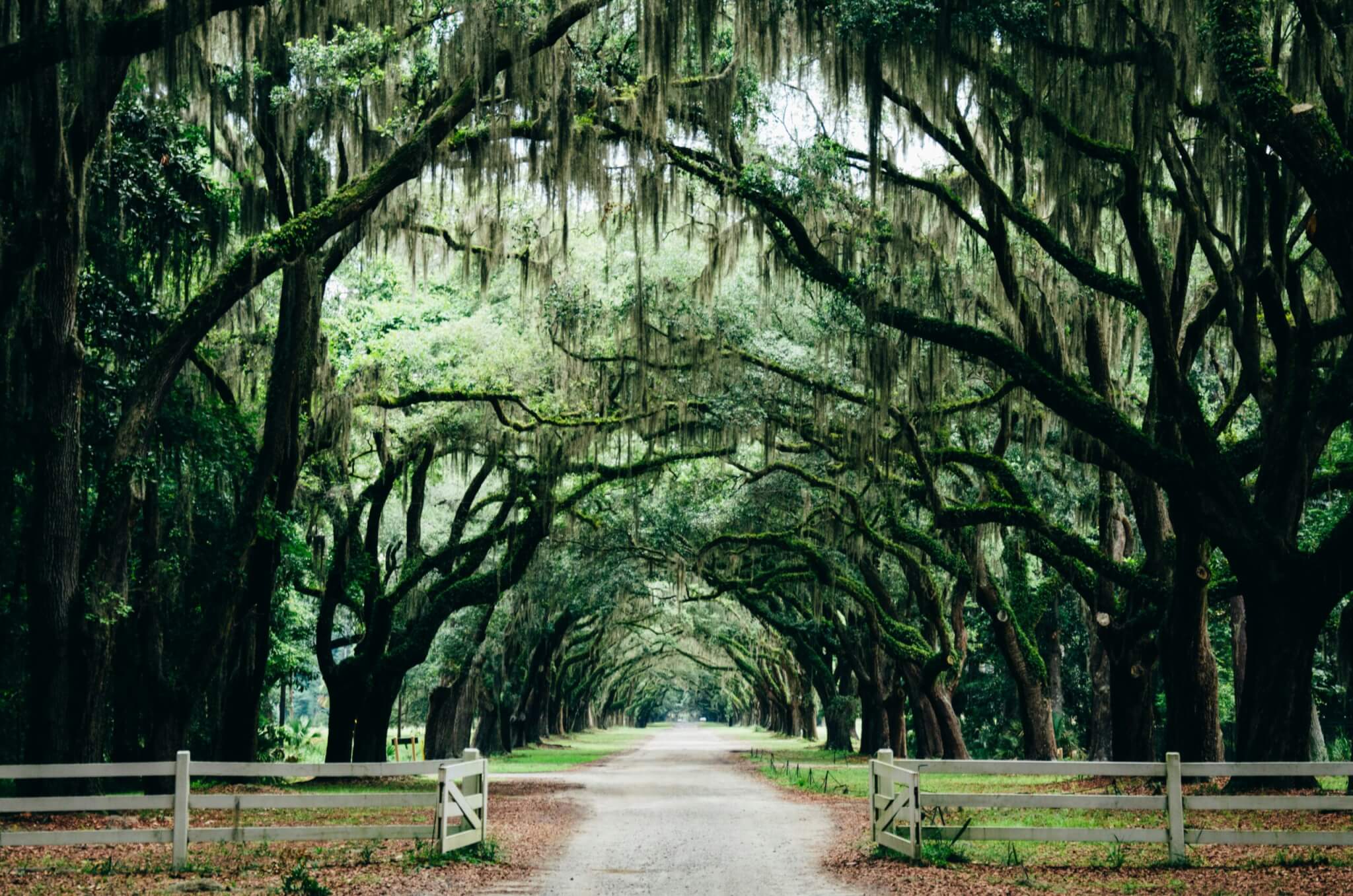 Georgia’s Timeless Savannah and Bonaventure Cemetery