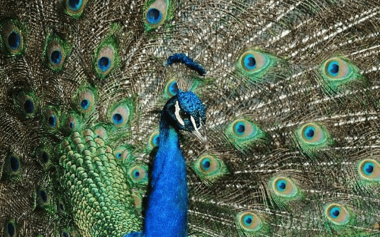 San Diego Zoo: A World-Renowned Wildlife Sanctuary