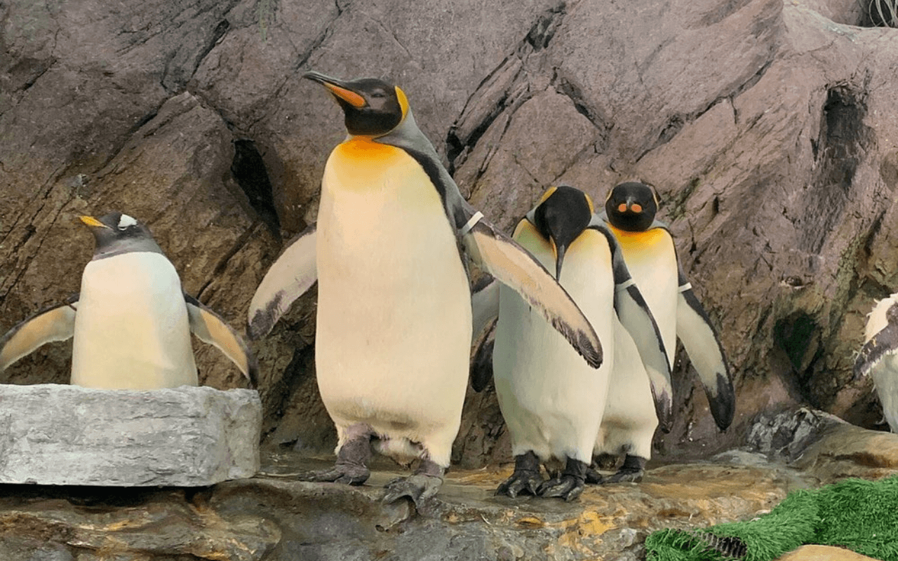 Saint Louis Zoo: A Century of Wildlife Wonders