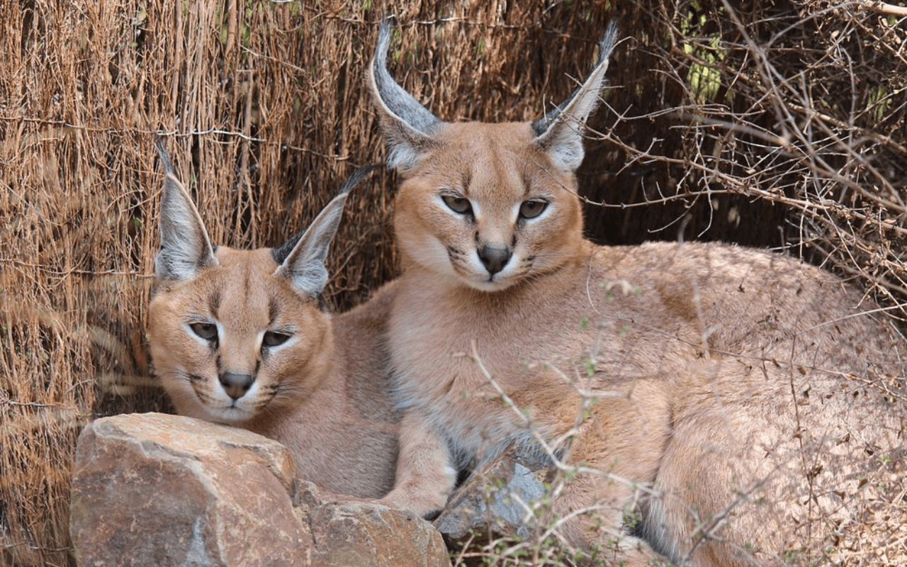 Wellington Zoo: Up-Close Wildlife Education