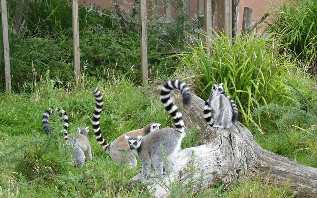 Jersey Zoo: A Sanctuary with a Conservation Mission