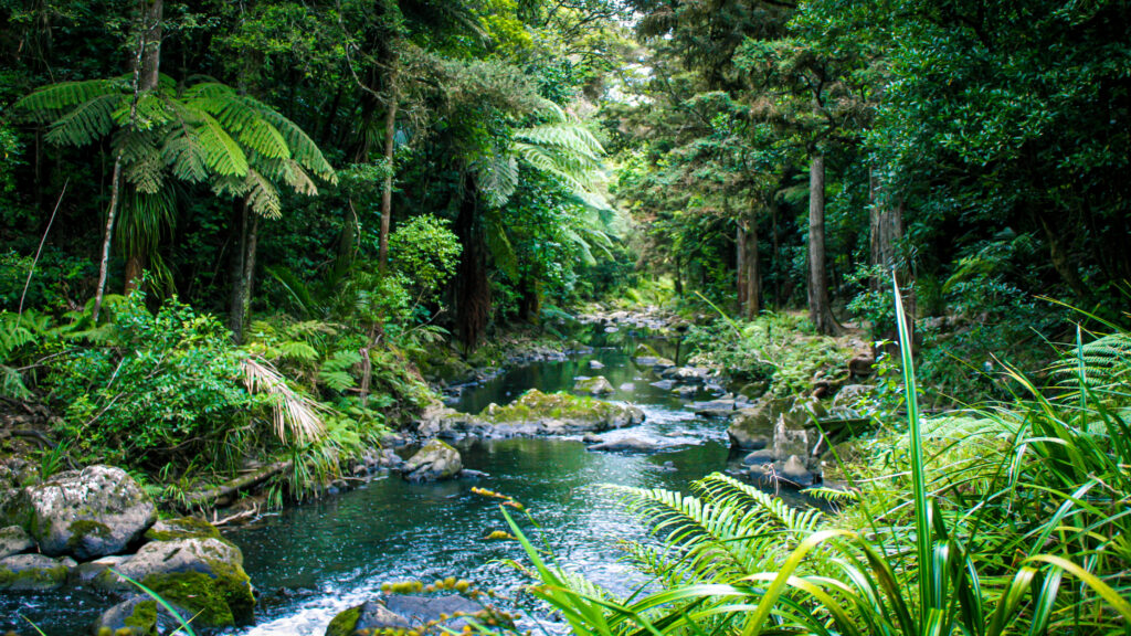 The Vast and Lush Amazon Rainforest