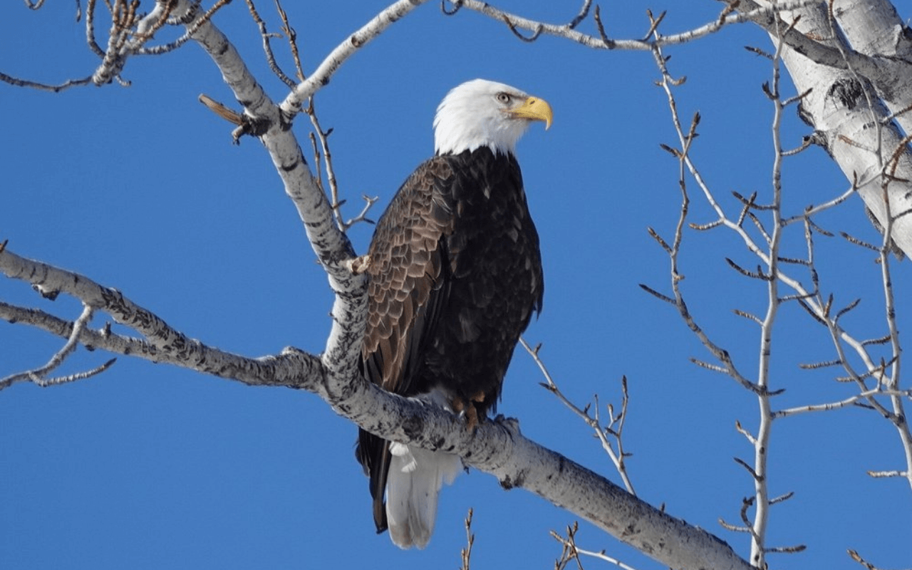 Spot Birds in a Vital Wildlife Refuge