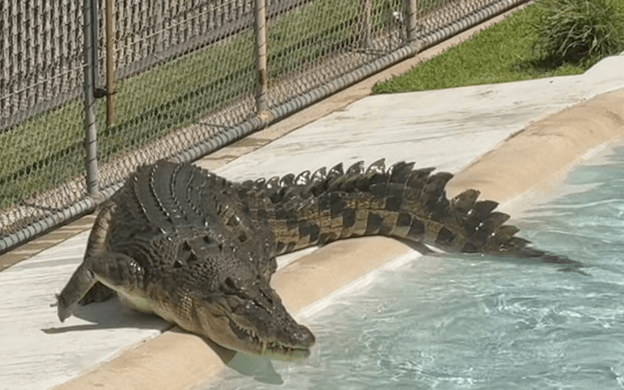 Australia Zoo: Home of the Crocodile Hunter Legacy