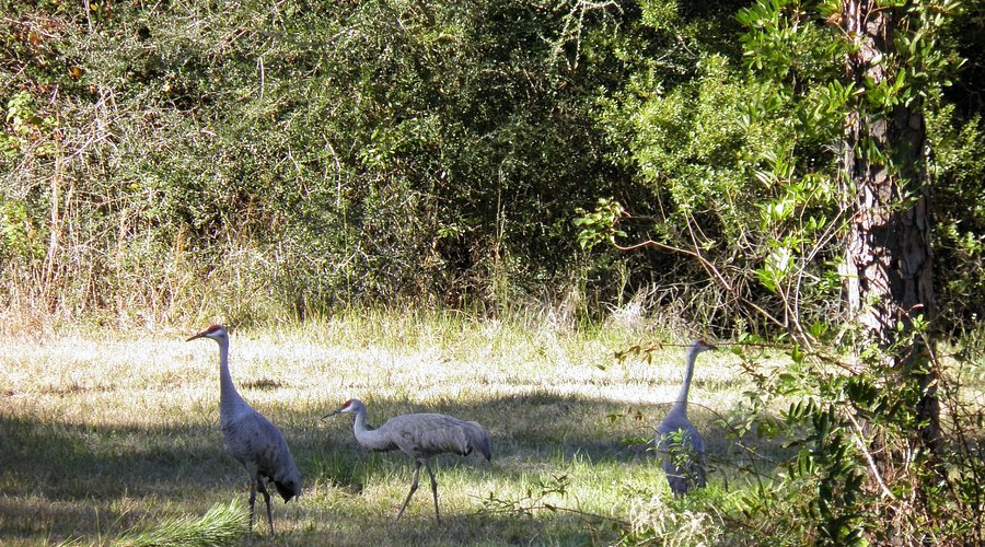 Witness the Spectacular Sandhill Crane Migration in Nebraska