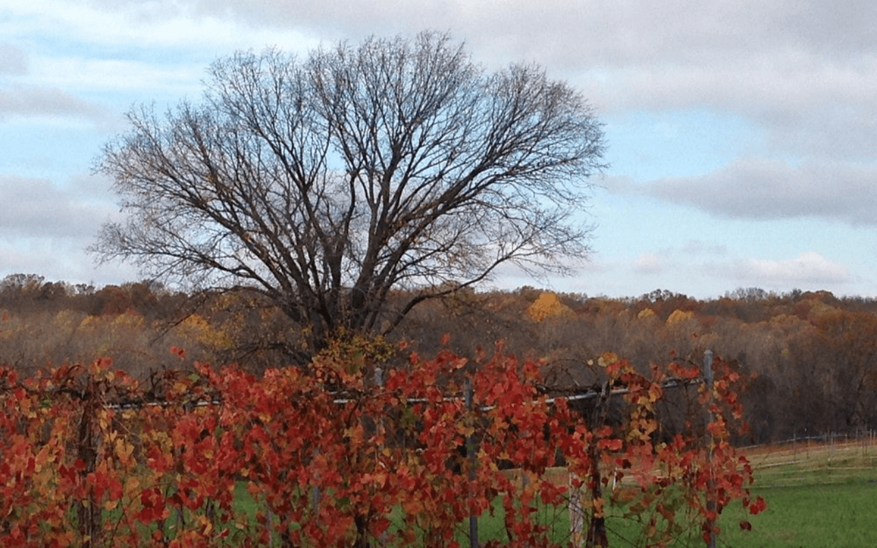 Illinois’ Shawnee Hills Wine Trail: Sip and Explore