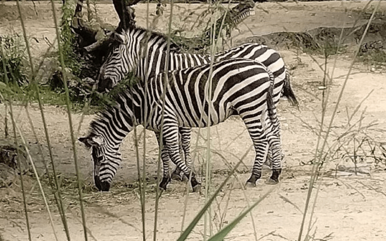 Basel Zoo: Switzerland’s Wildlife Treasure