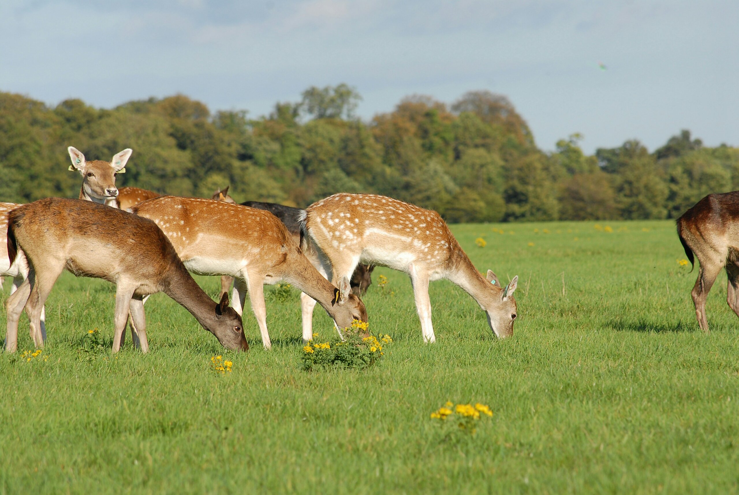 Bike or Wander Through the Vast Phoenix Park