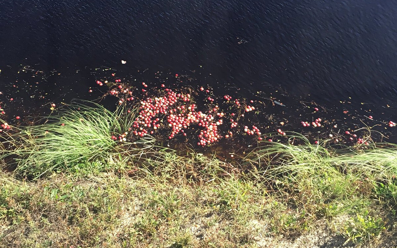 New Jersey: Explore the Mystical Pine Barrens