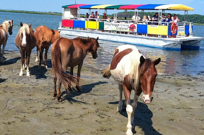 Spot Wild Horses Roaming Free on Assateague Island, Virginia