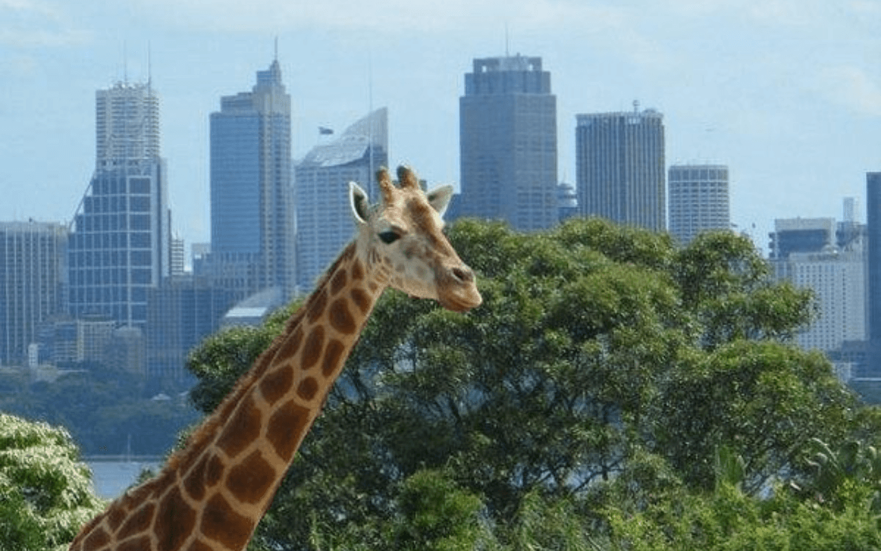Taronga Zoo: Sydney’s Premier Wildlife Park