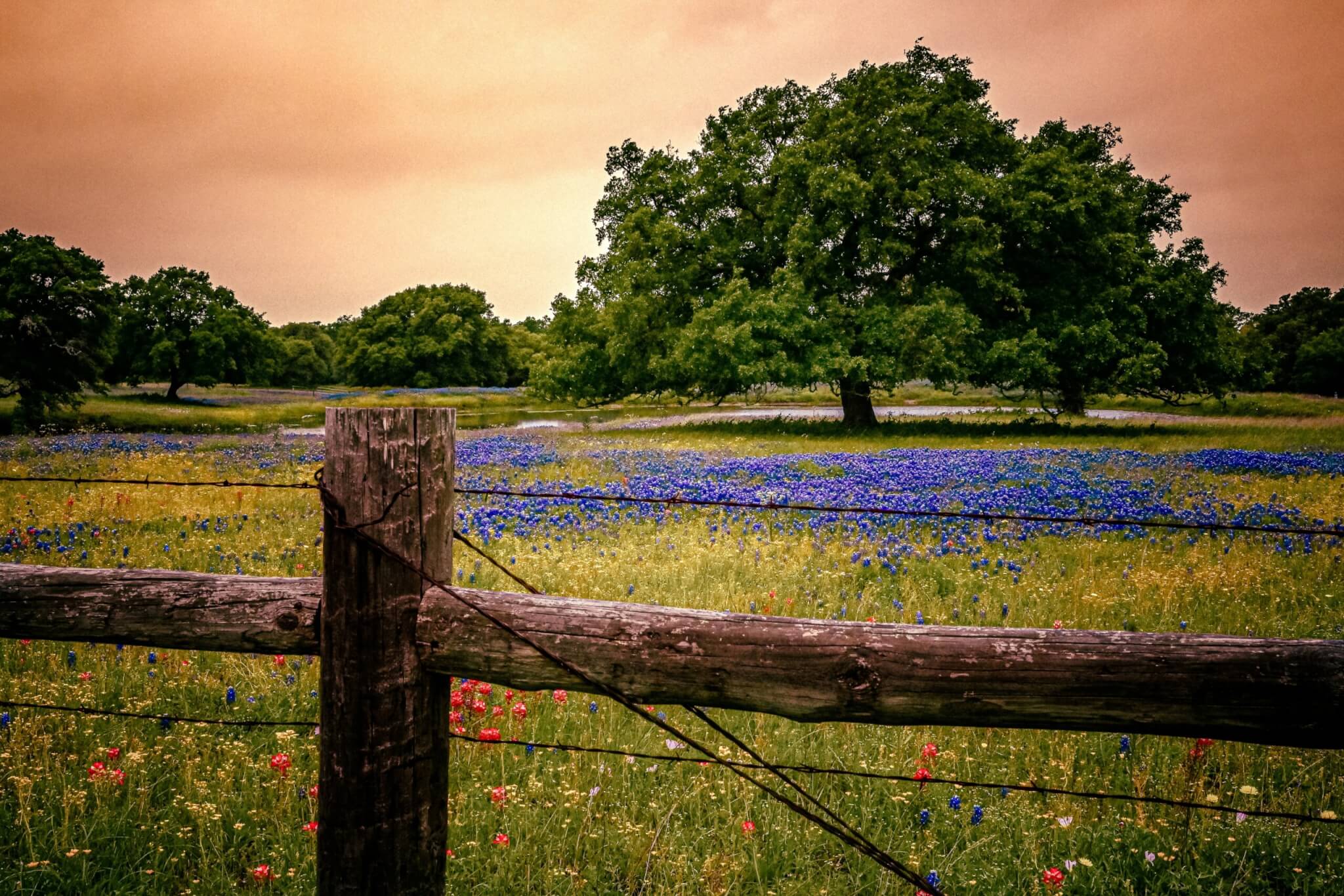 Texas’ Bluebonnet Trail: A Floral Roadside Delight