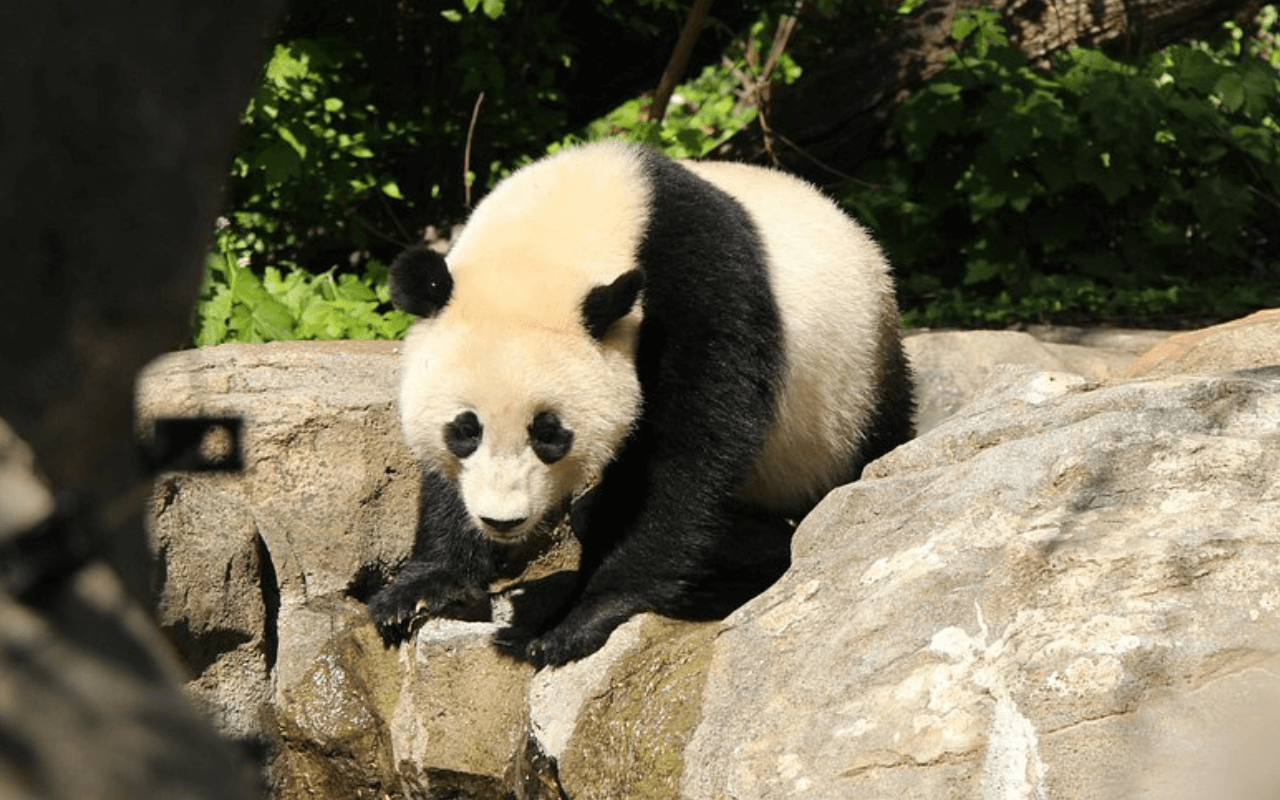Smithsonian’s National Zoo: A Capital Destination for Animal Lovers