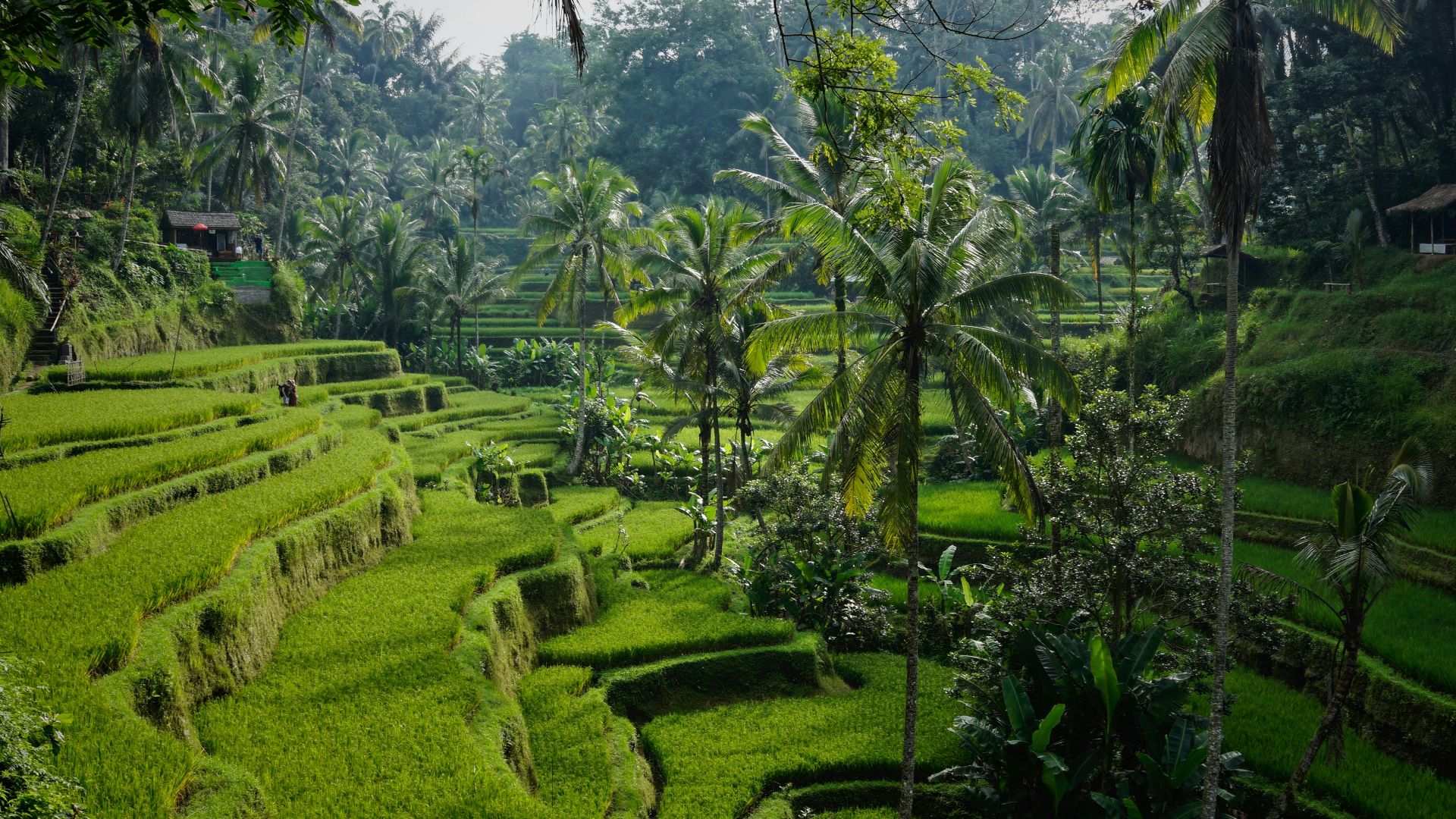 Bali’s Paradise Faces Crowds, Traffic, and Waste Problems