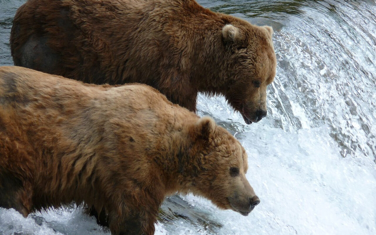 Alaska: Witness Wildlife and Volcanoes in Katmai National Park