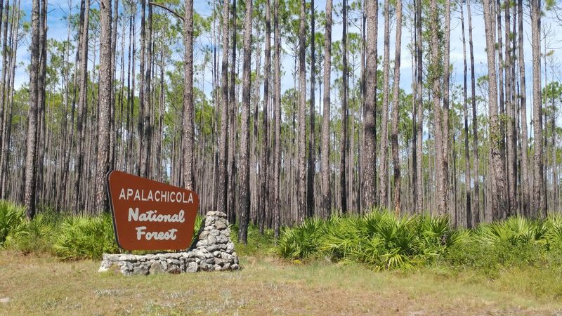 Apalachicola National Forest Trail Network